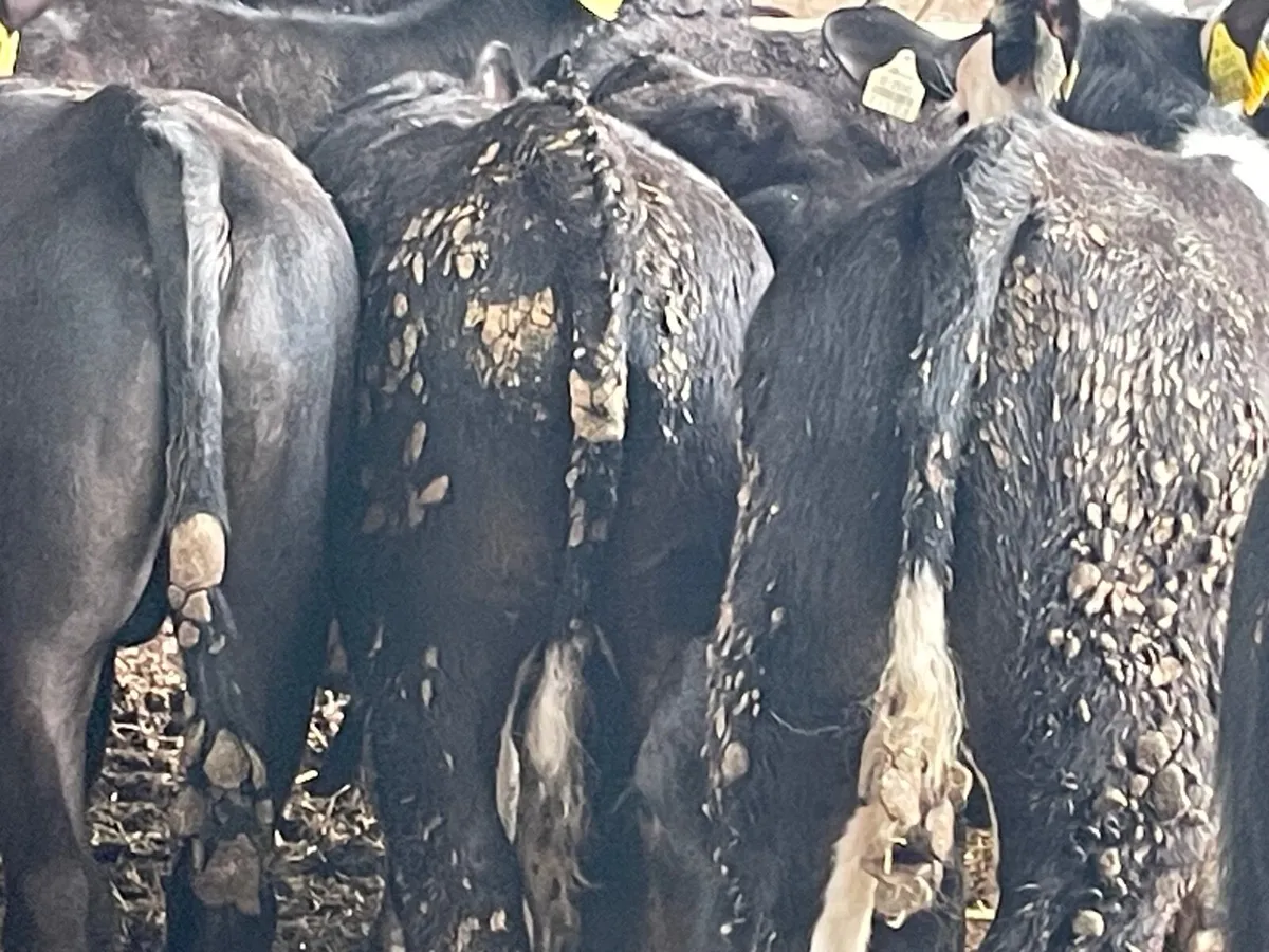 28 super Hereford and Angus runner bulls - Image 2