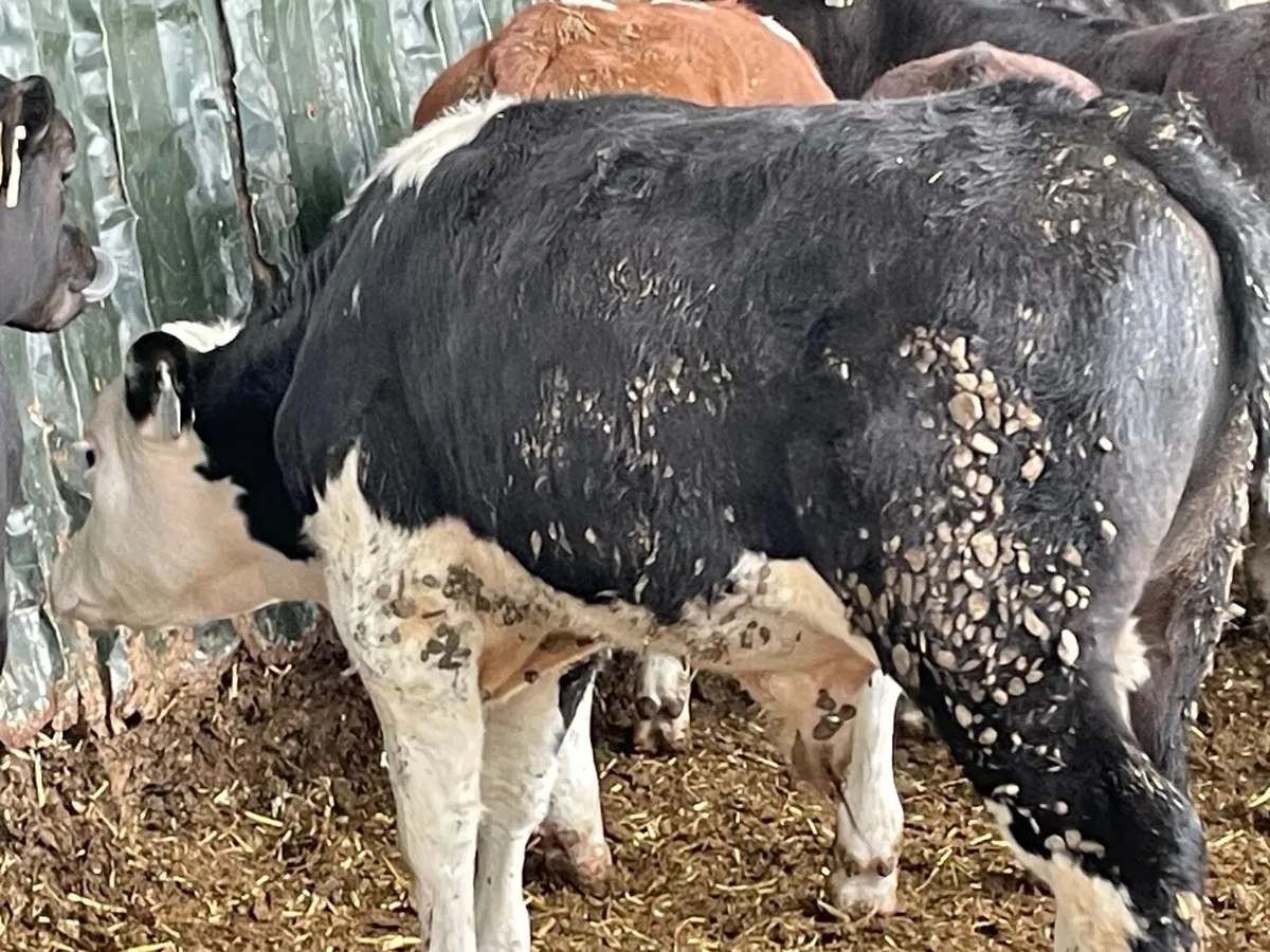 28 super Hereford and Angus runner bulls - Image 3