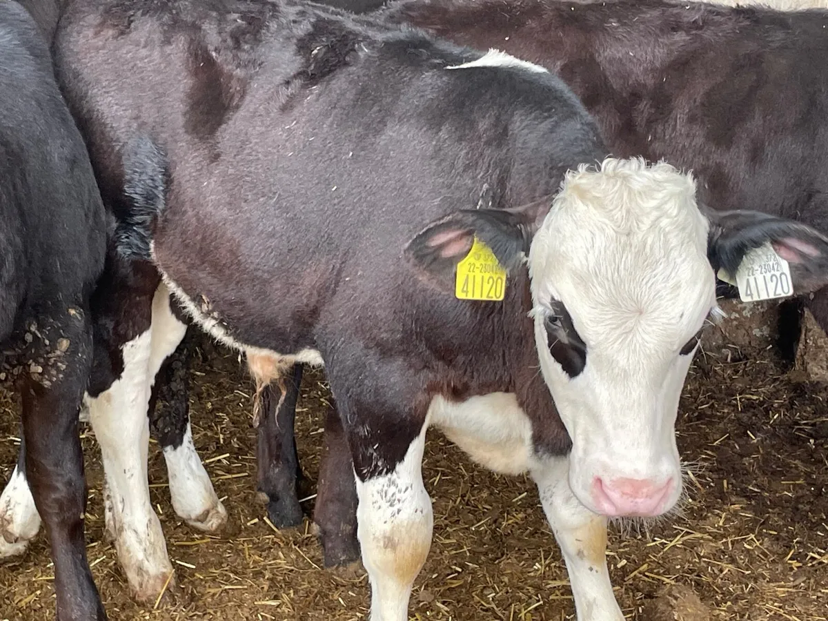 28 super Hereford and Angus runner bulls - Image 4