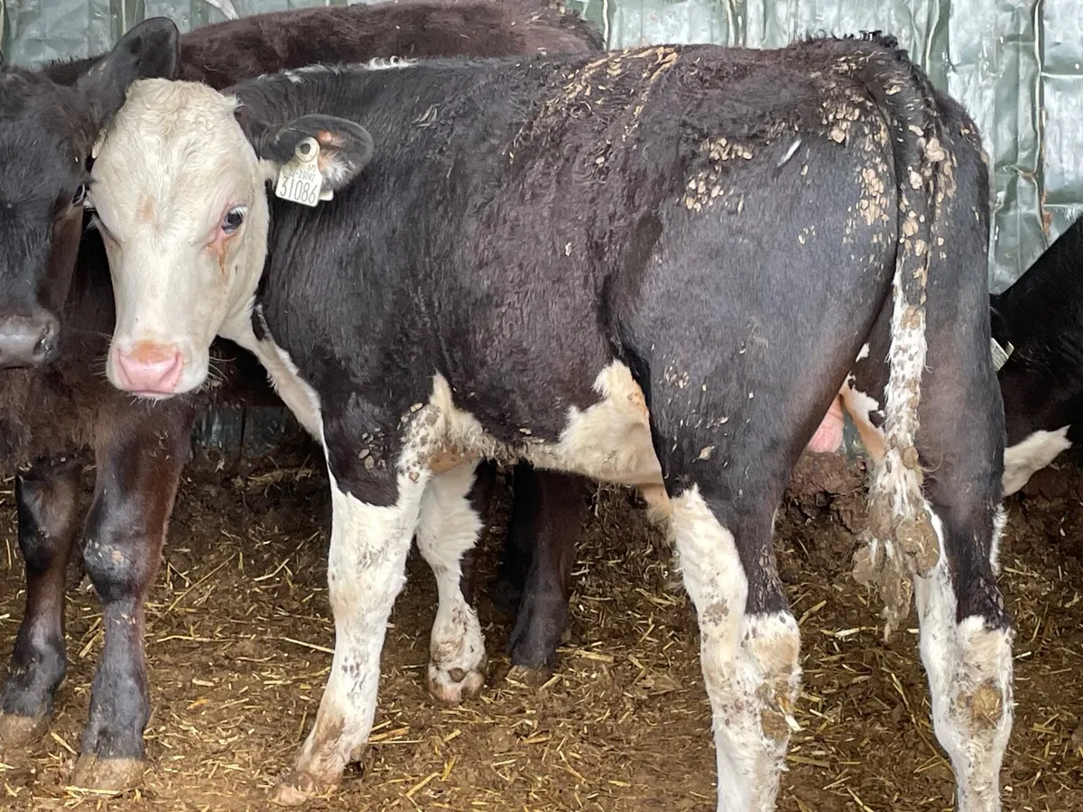 28 super Hereford and Angus runner bulls - Image 1