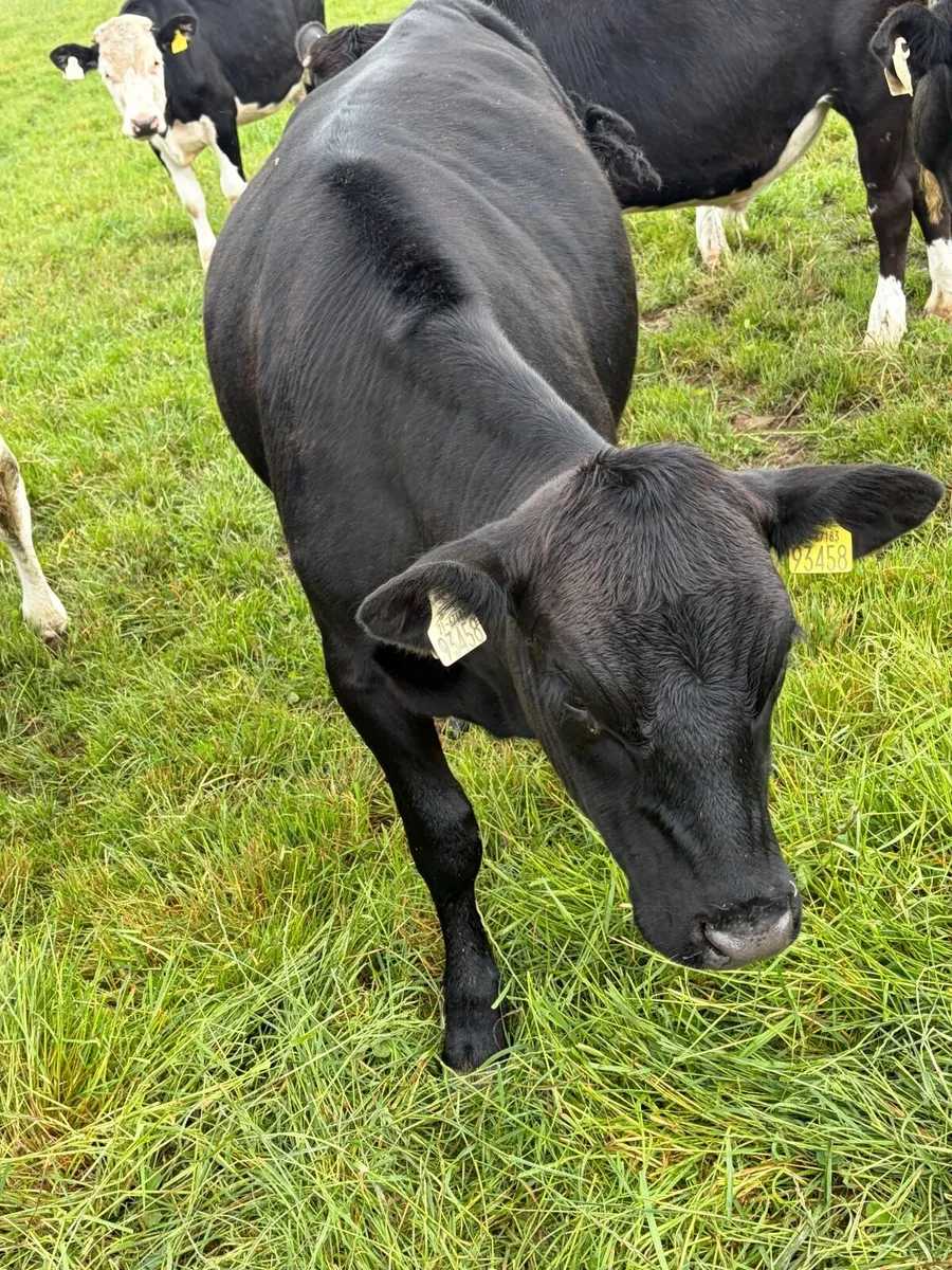 Yearlings heifers - Image 2