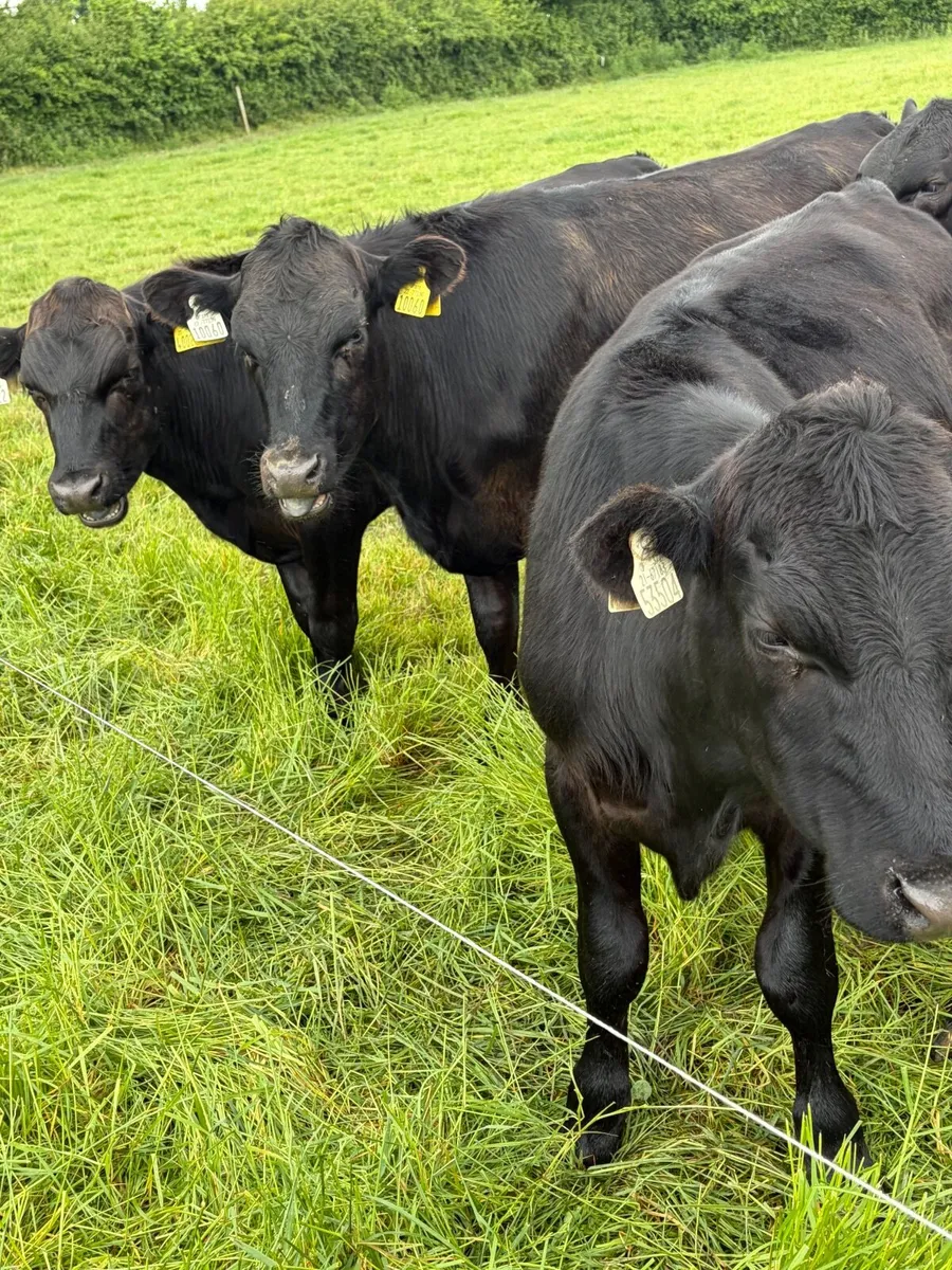 Yearlings heifers - Image 1