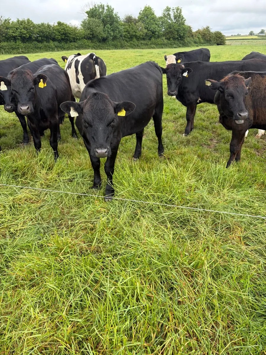 Yearlings heifers - Image 4