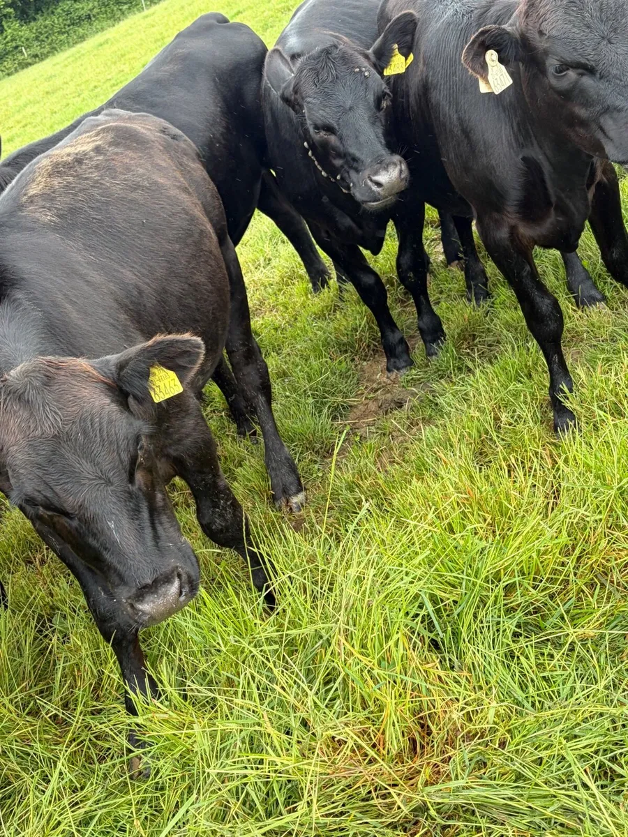 Yearlings heifers - Image 3