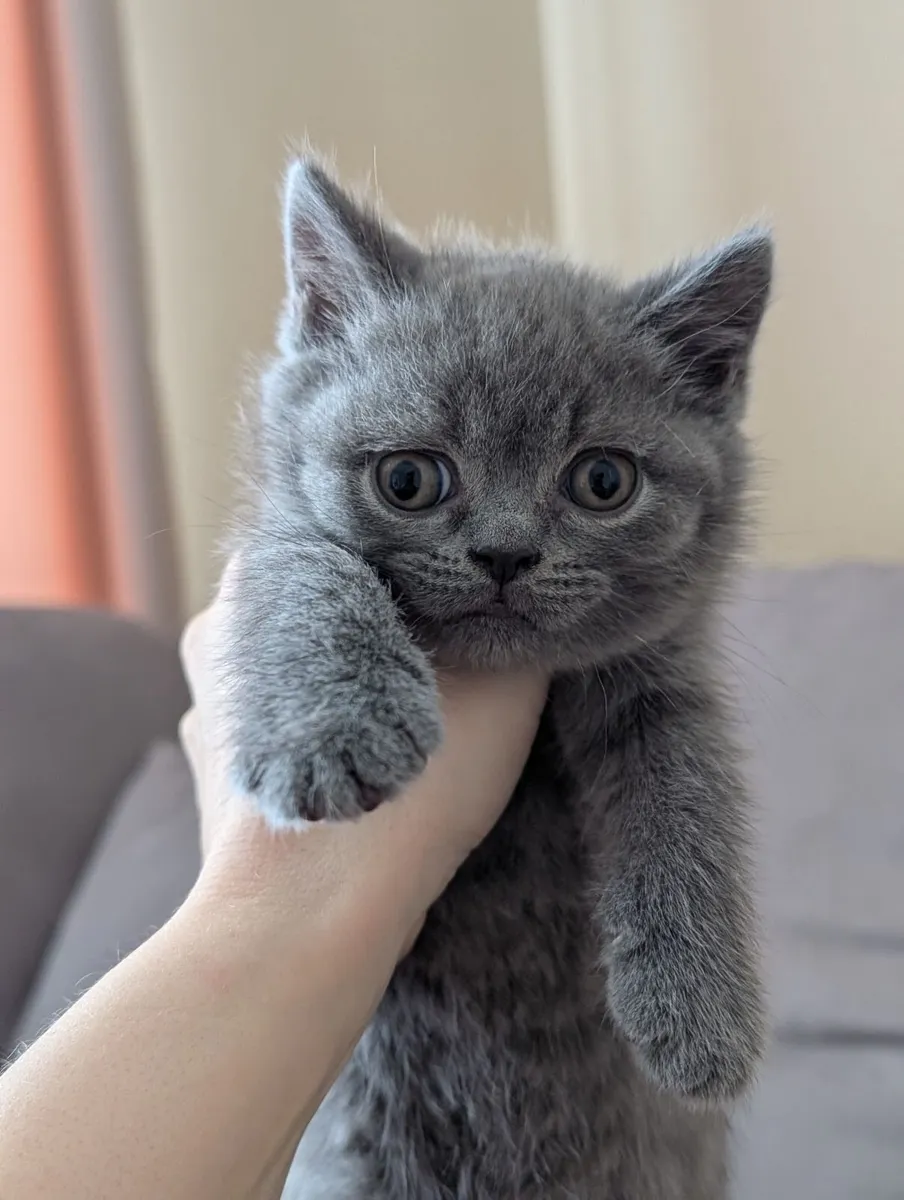 British shorthair 1 male left - Image 1
