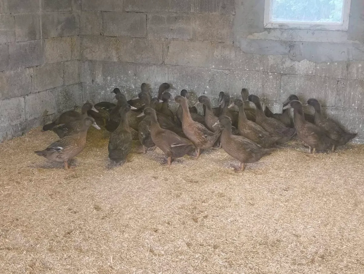 Khaki Campbell Female Ducks - Image 2
