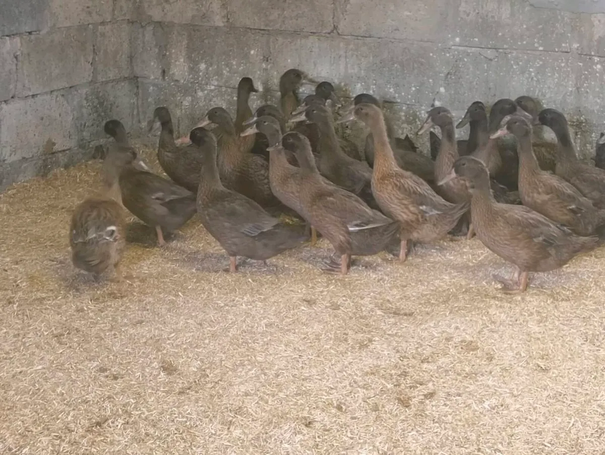 Khaki Campbell Female Ducks - Image 3