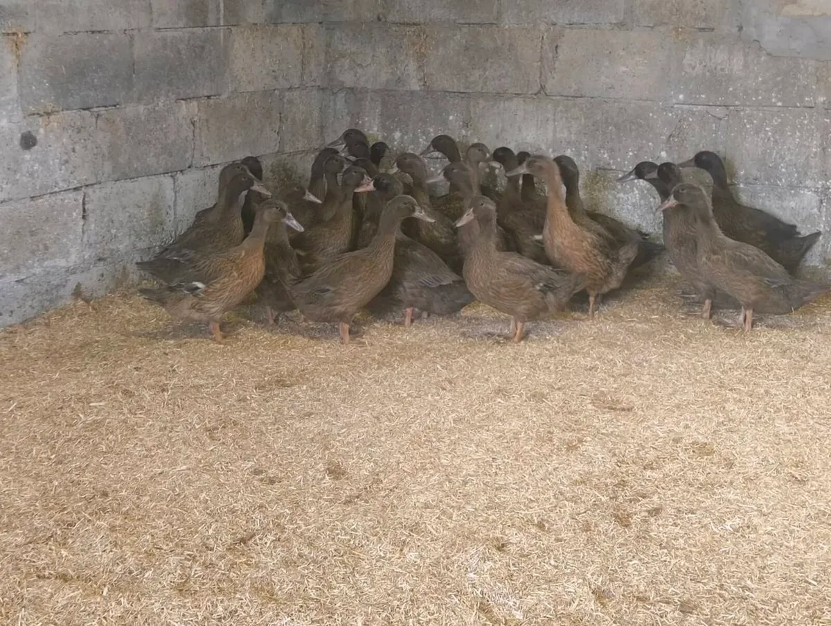 Khaki Campbell Female Ducks - Image 1