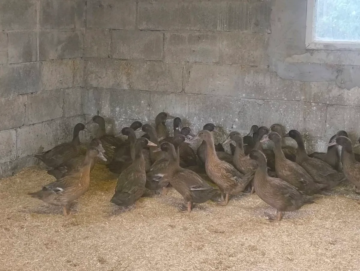 Khaki Campbell Female Ducks - Image 4