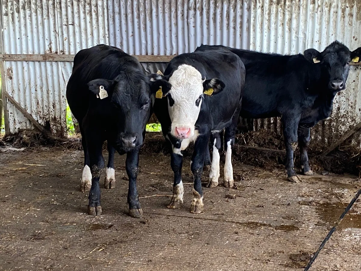 3 Super 350Kg Store Heifers - Image 1