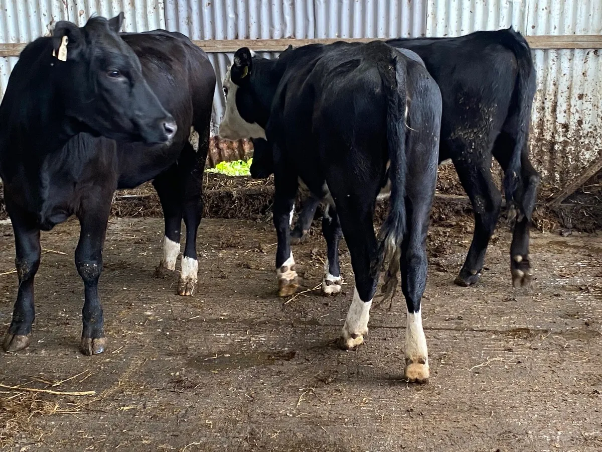 3 Super 350Kg Store Heifers - Image 4