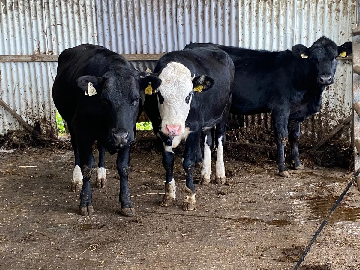3 Super 350Kg Store Heifers - Image 2