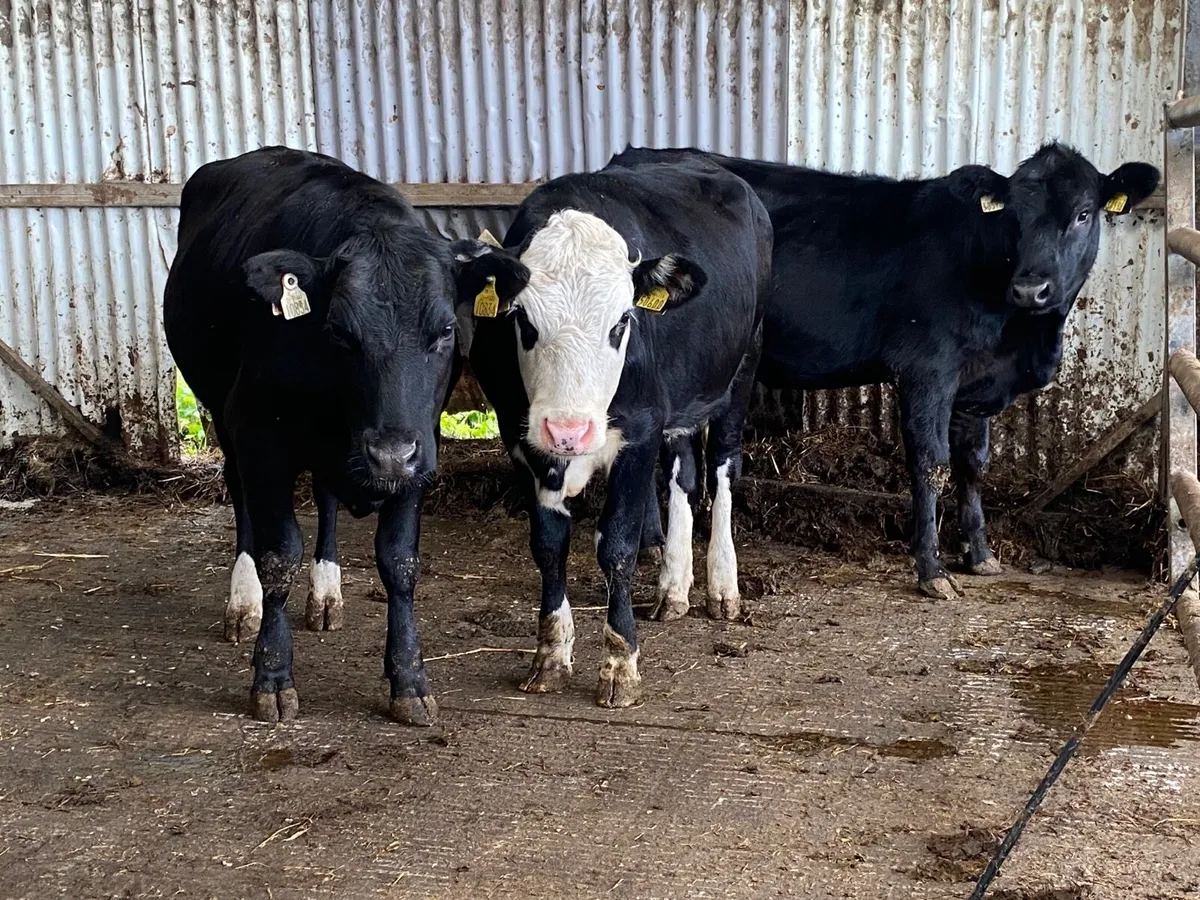 3 Super 350Kg Store Heifers - Image 3