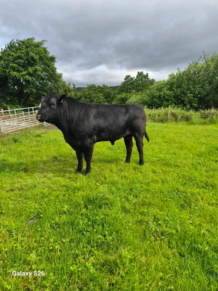 PBR Angus bull - Image 1
