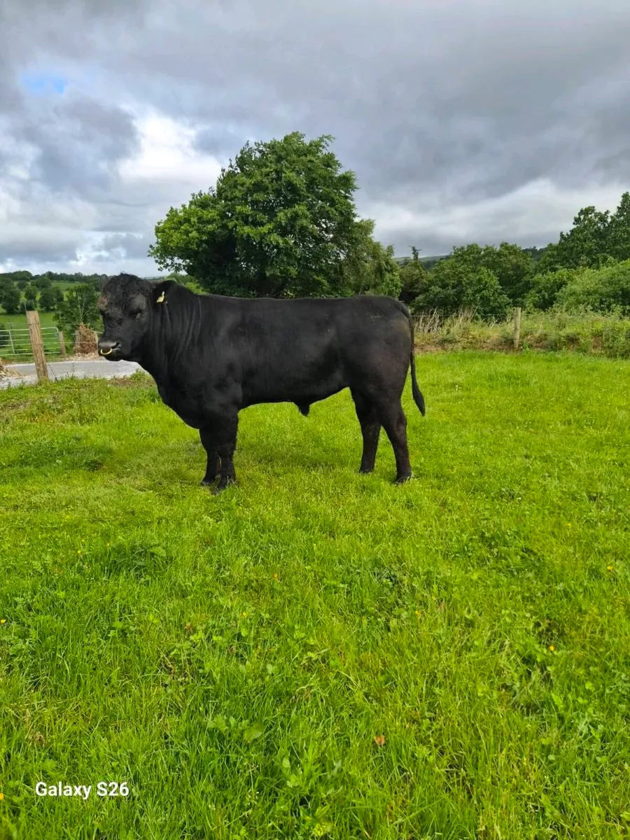 PBR Angus bull - Image 2