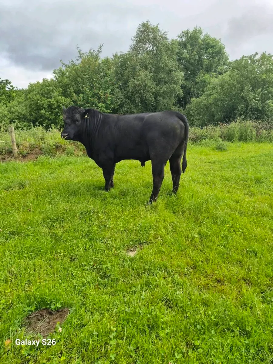 PBR Angus bull - Image 3