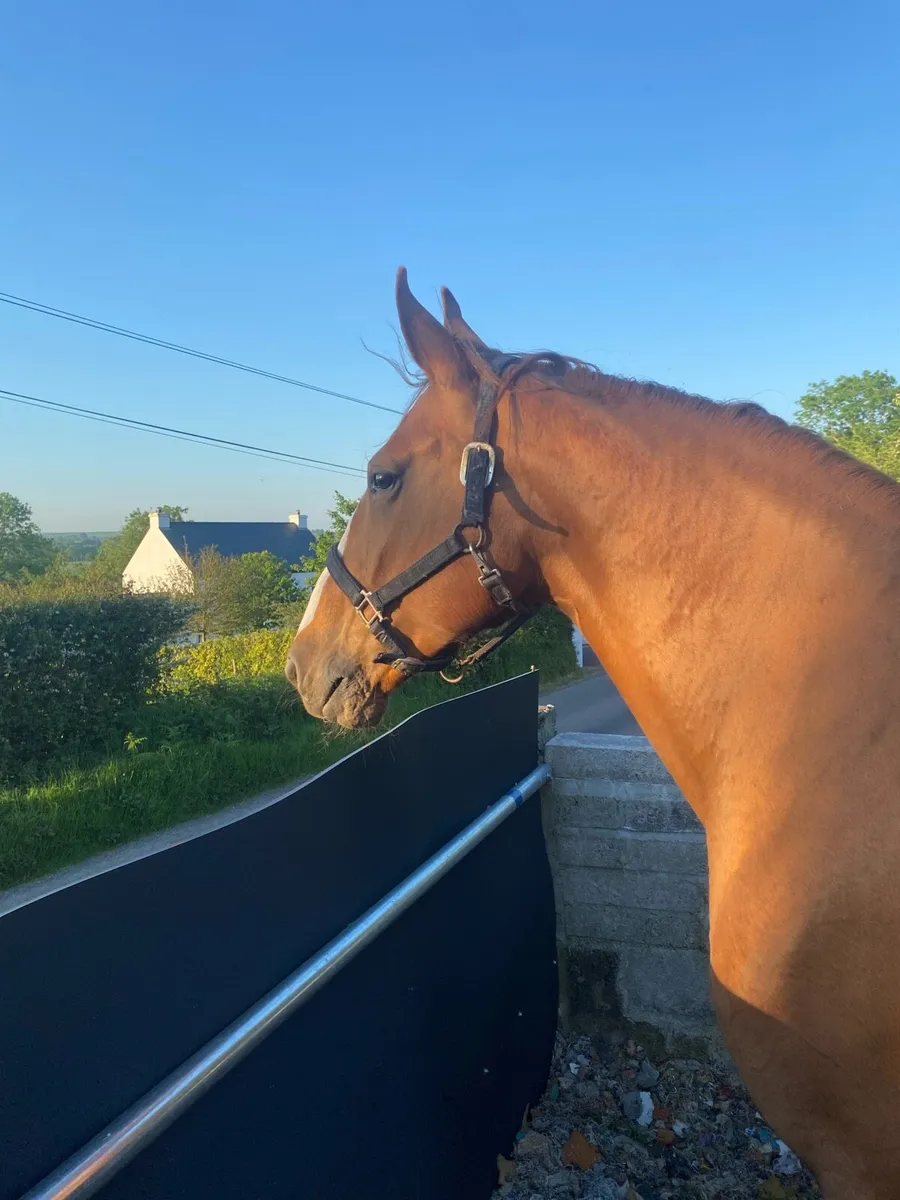 Class 1 Irish draught mare - Image 1