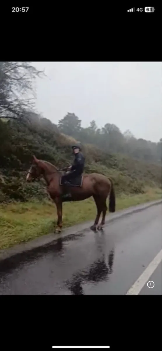 Class 1 Irish draught mare - Image 2