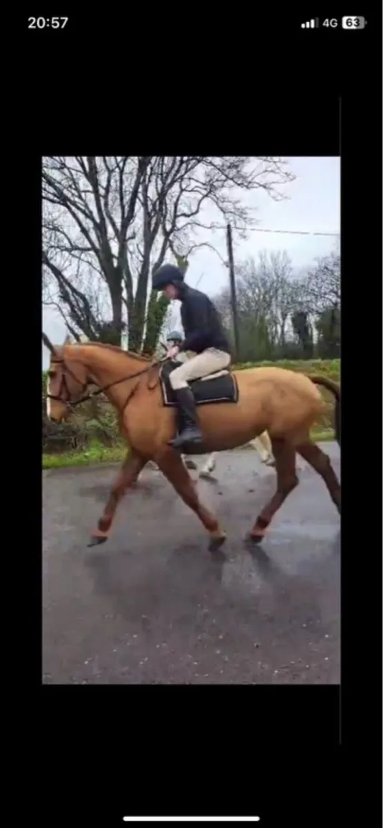 Class 1 Irish draught mare - Image 3