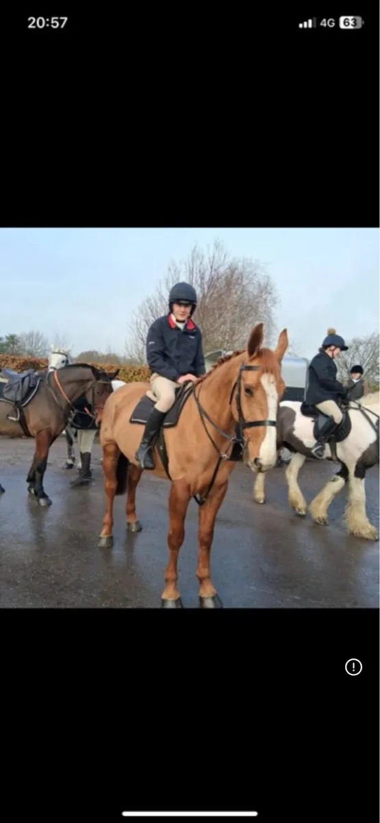 Class 1 Irish draught mare - Image 4