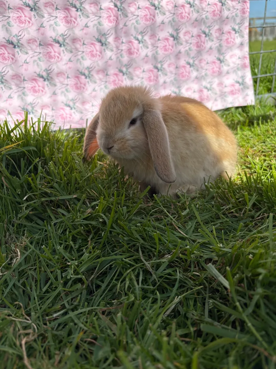 rabbit - Image 3