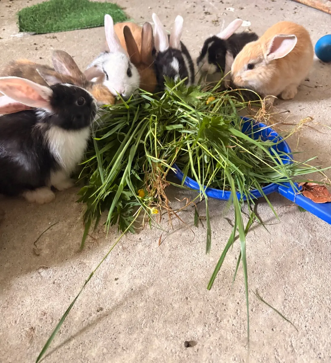 rabbit - Image 4