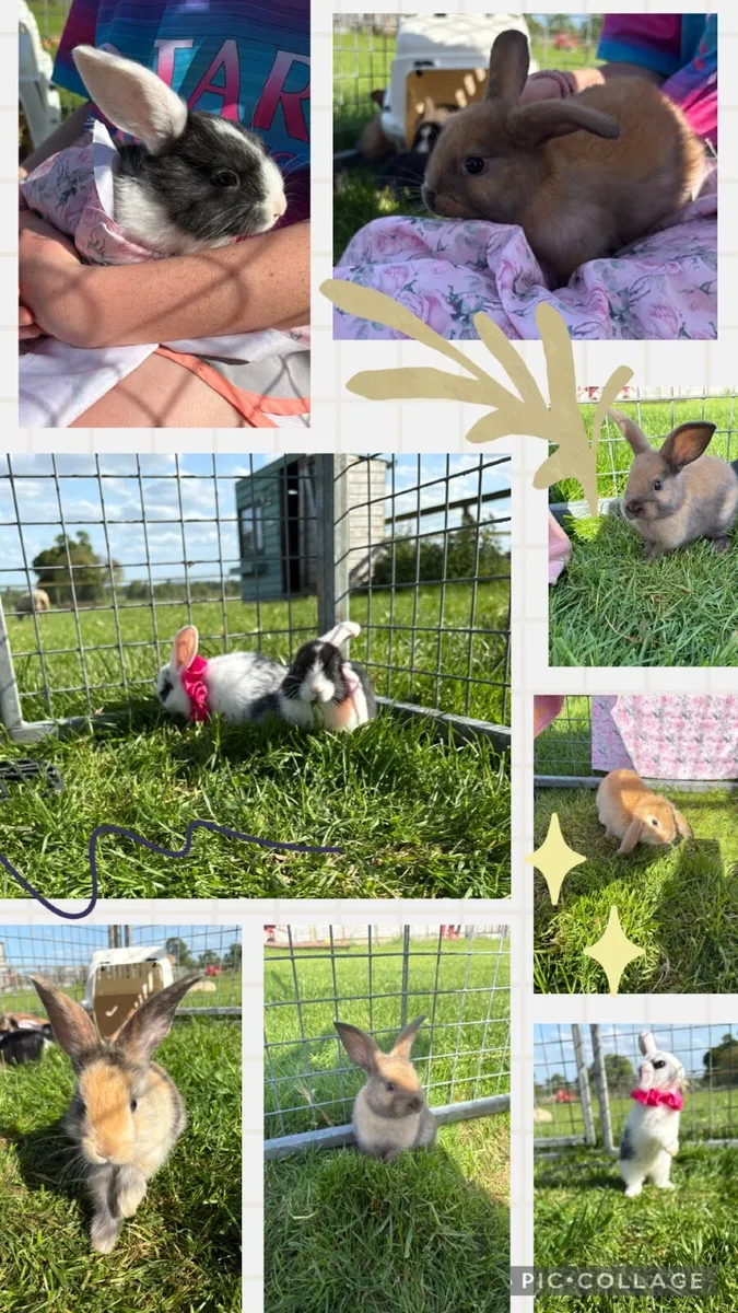 rabbit - Image 1