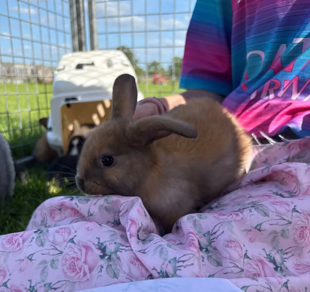 rabbit - Image 2