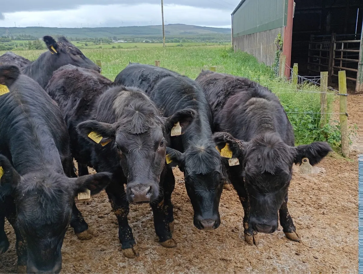 Pedigree Angus heifers - Image 1