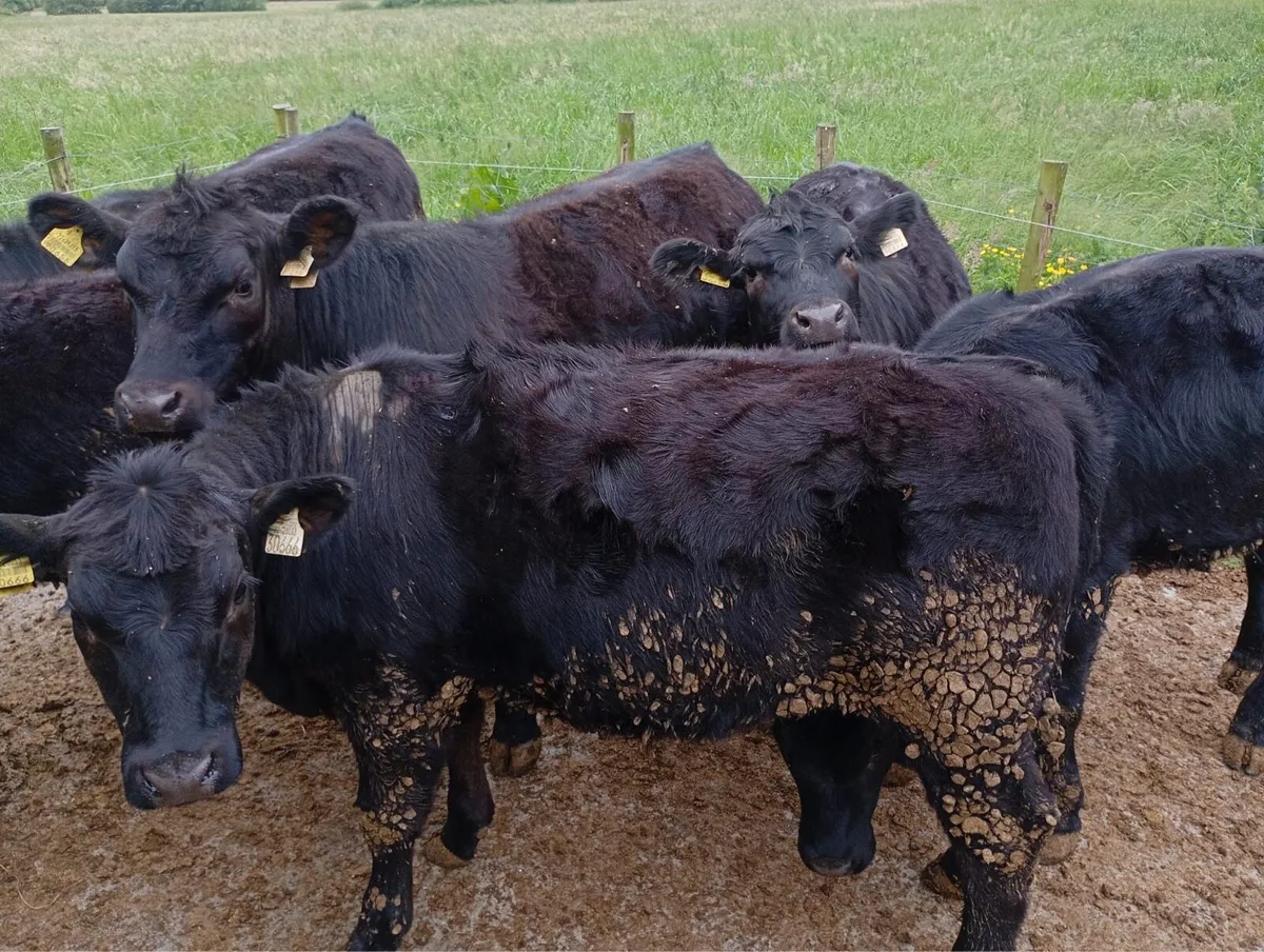 Pedigree Angus heifers - Image 3