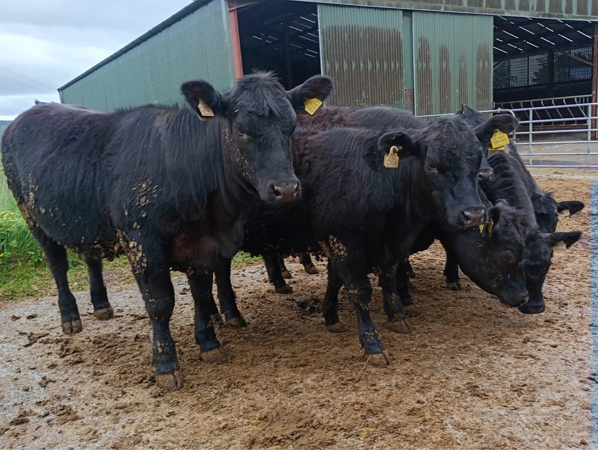 Pedigree Angus heifers - Image 4