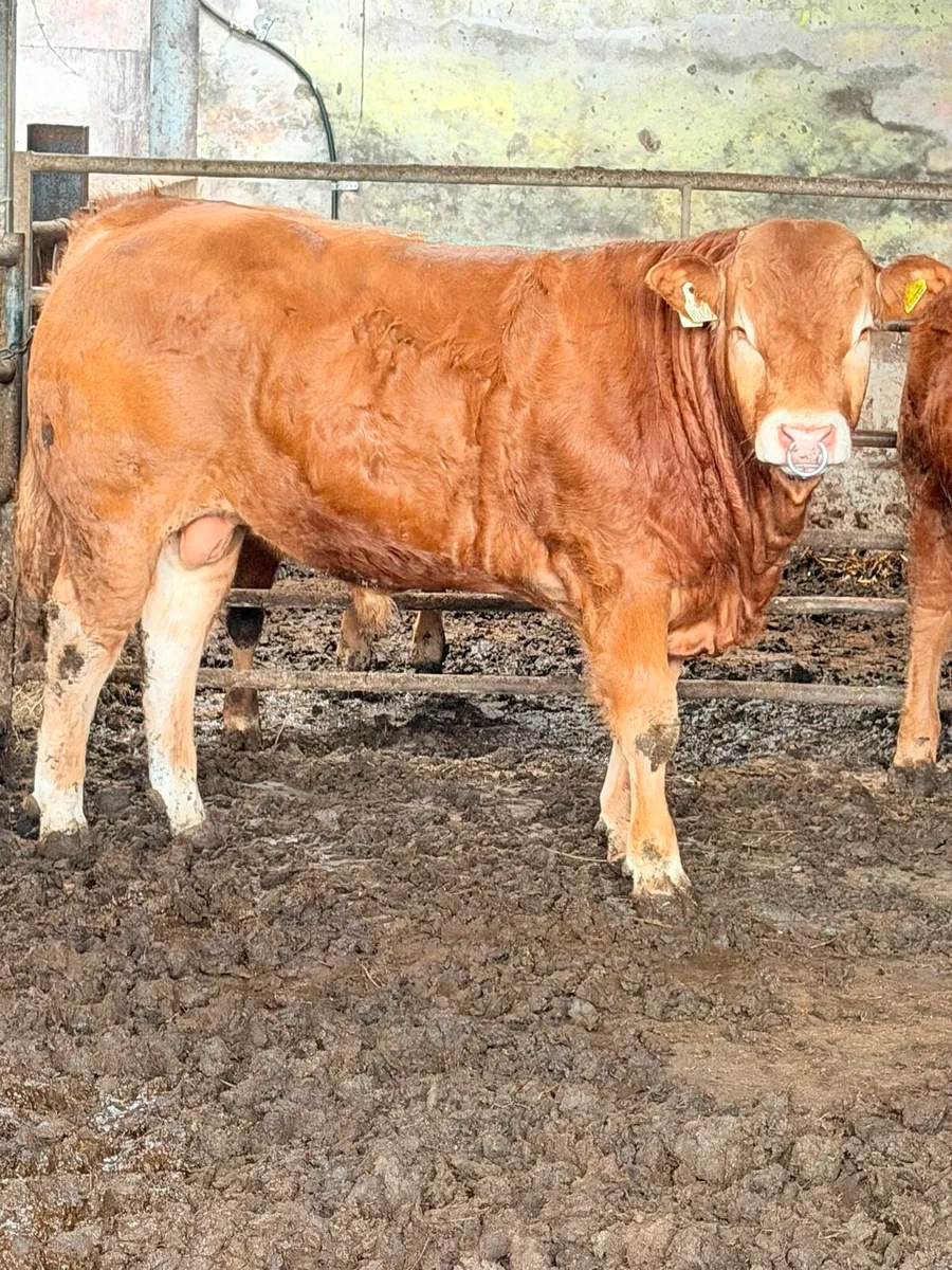 Limousine bulls 4 and 5 star - Image 2