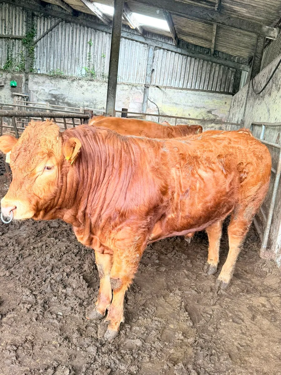 Limousine bulls 4 and 5 star - Image 3