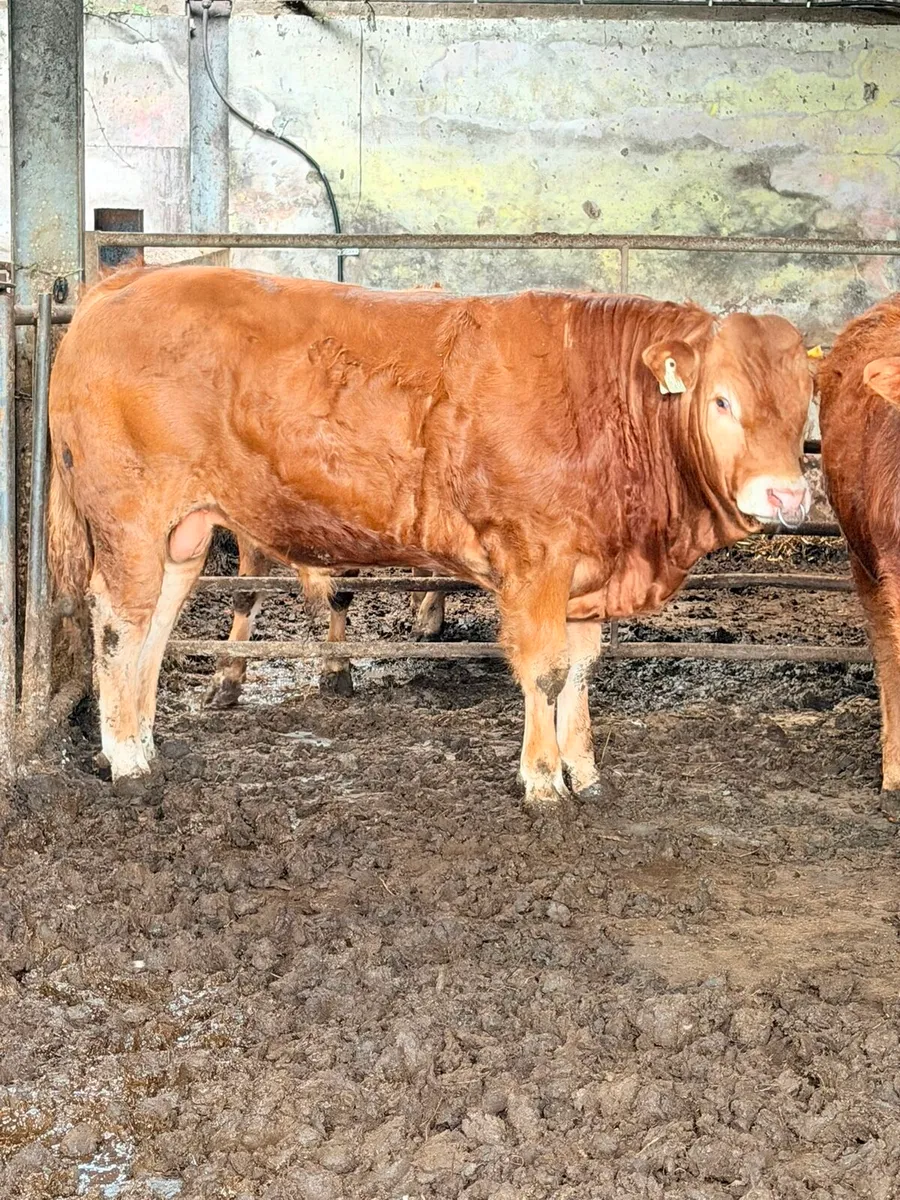 Limousine bulls 4 and 5 star - Image 1