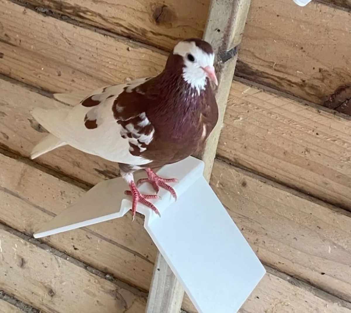 Roller pigeons - Image 1