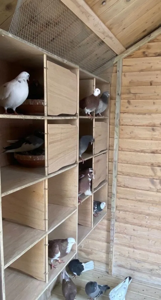 Roller pigeons - Image 2