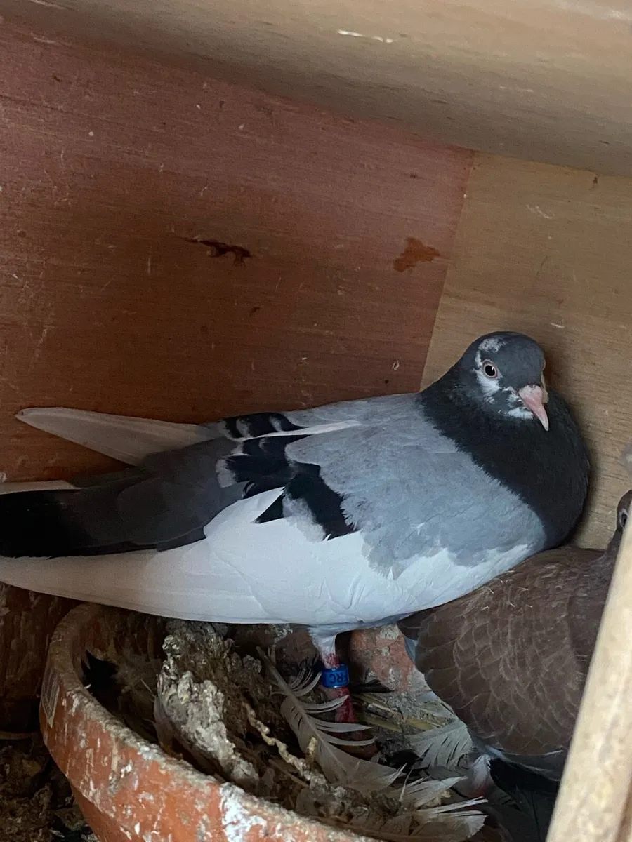 Roller pigeons - Image 3