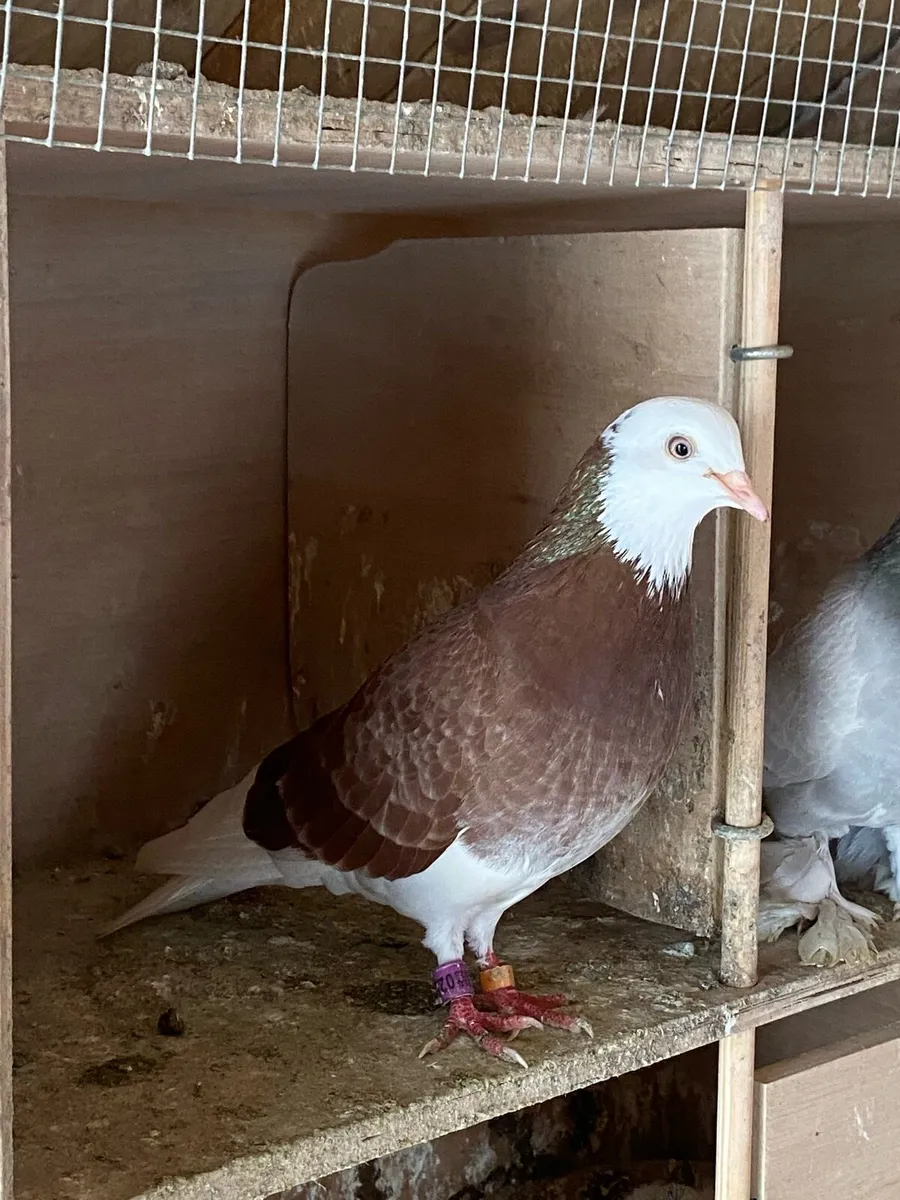 Roller pigeons - Image 4
