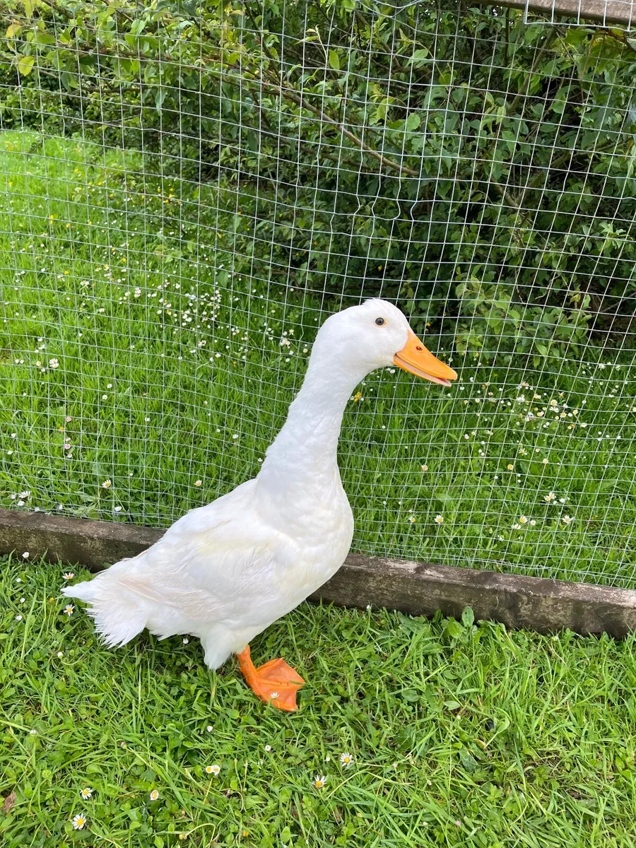 Aylesbury Duck - Image 1
