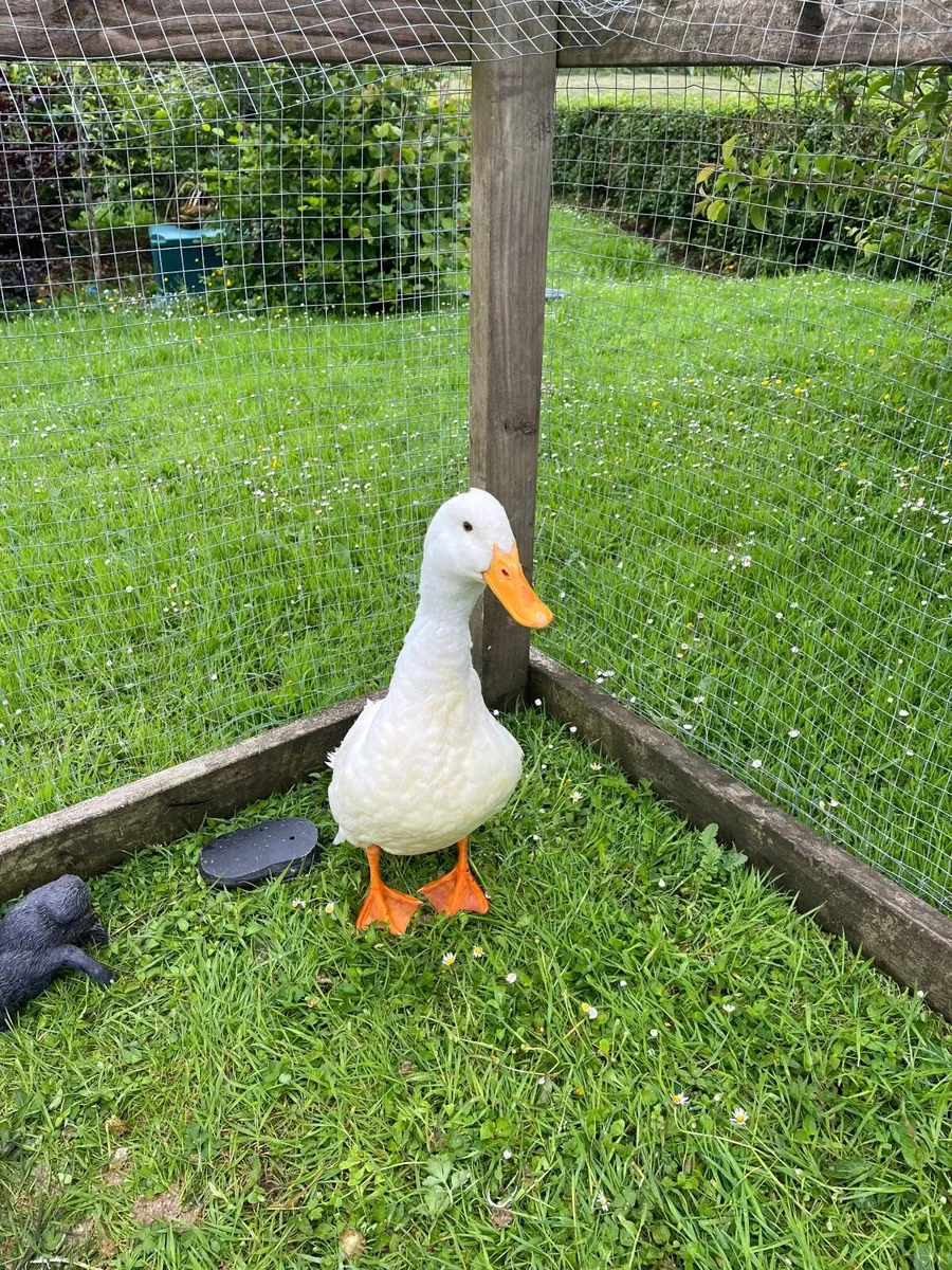 Aylesbury Duck - Image 2