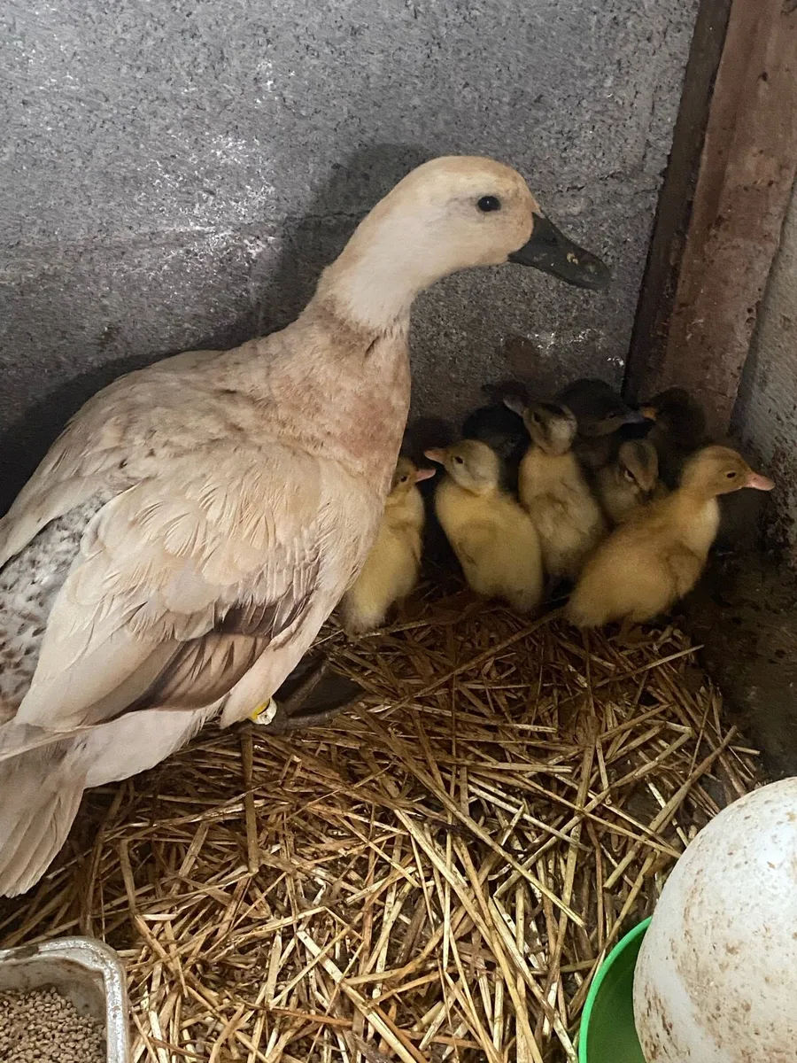 Walsh Harlequin duck and 8 ducklings - Image 1