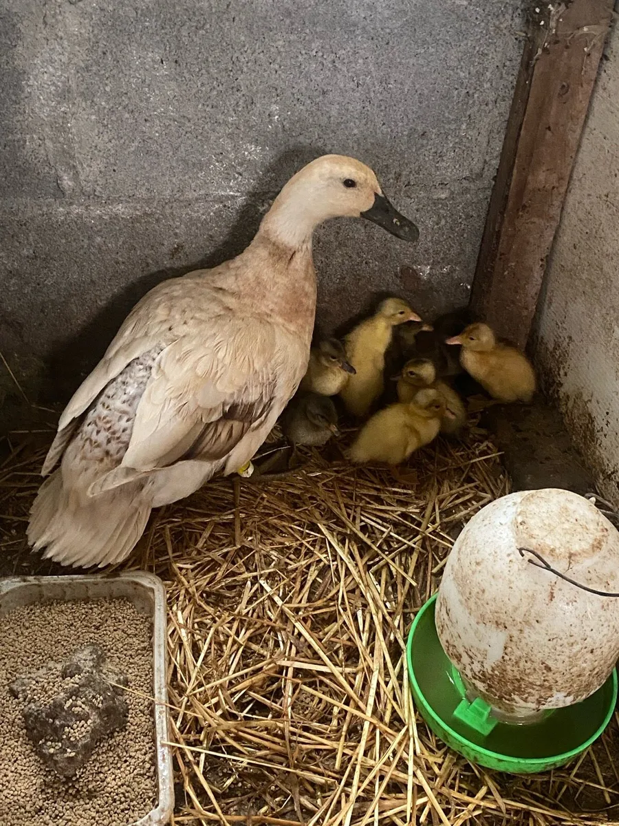 Walsh Harlequin duck and 8 ducklings - Image 3