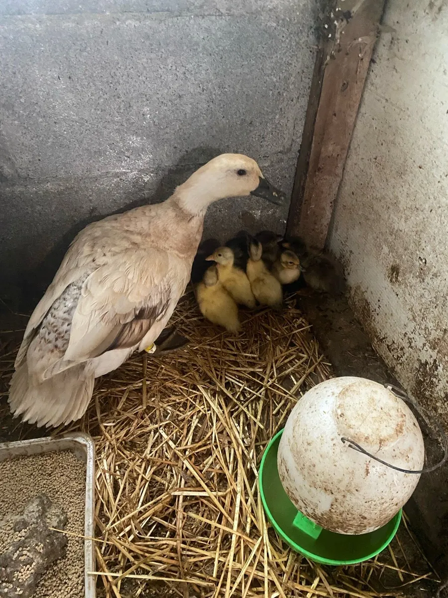 Walsh Harlequin duck and 8 ducklings - Image 2