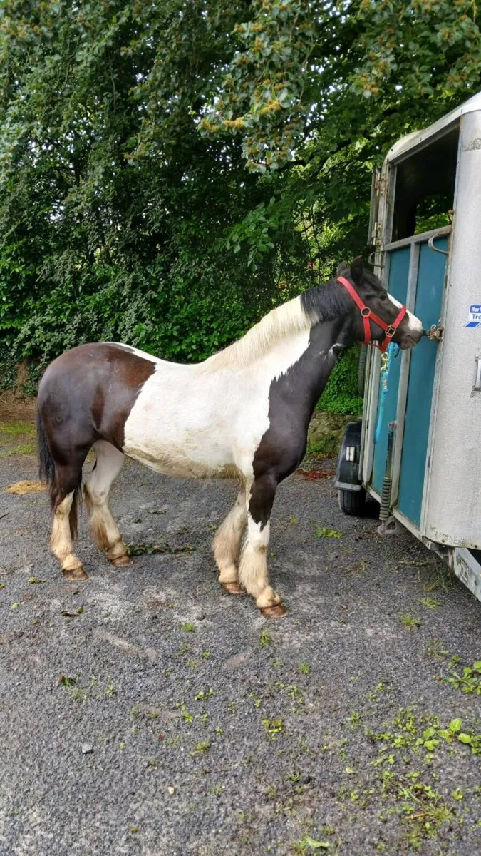 128 mare - Image 1
