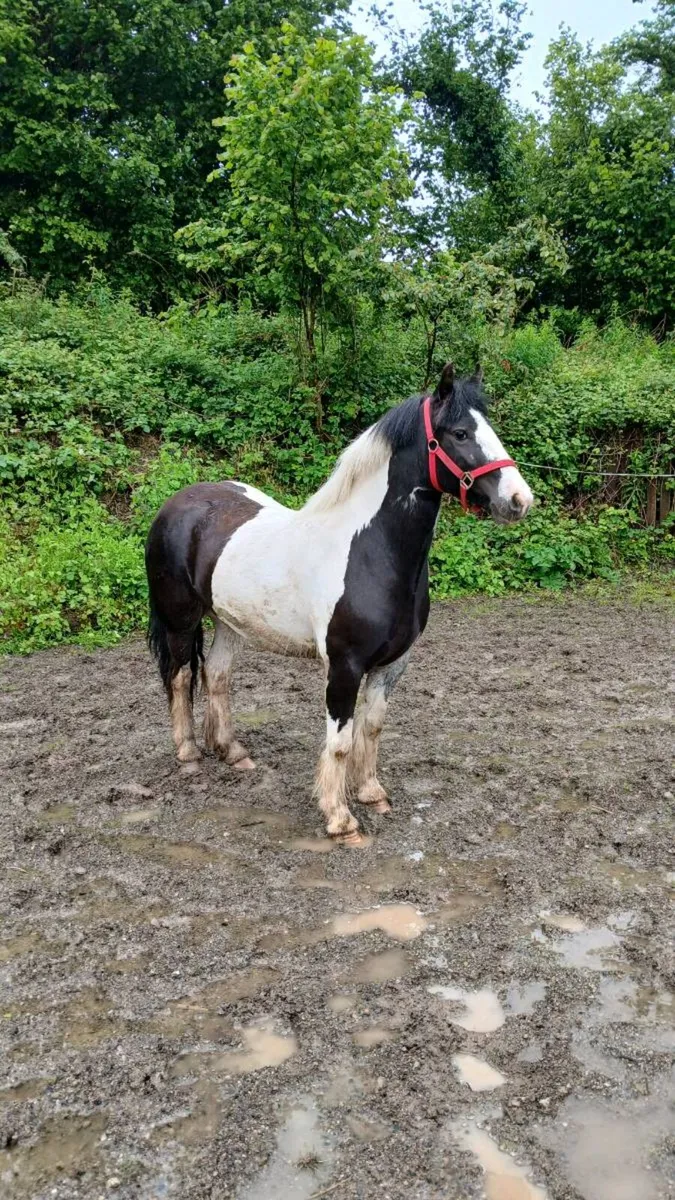 128 mare - Image 3