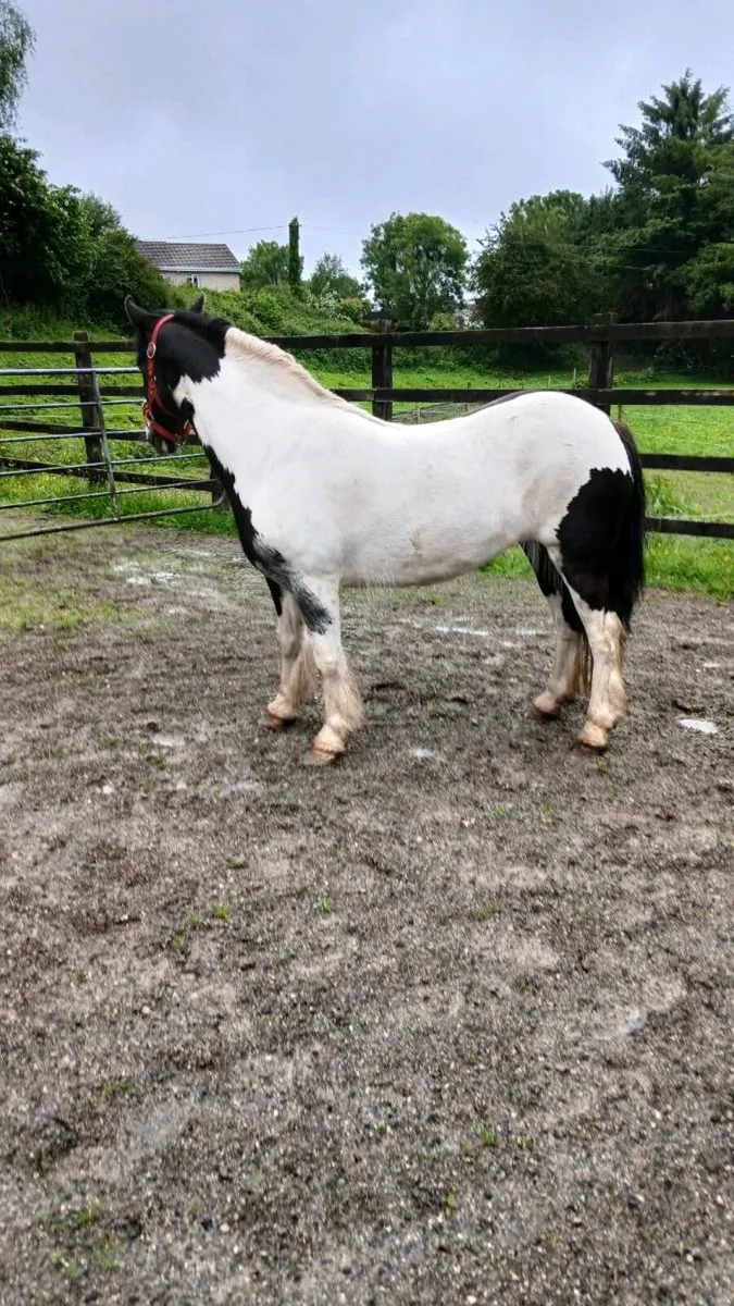 128 mare - Image 4