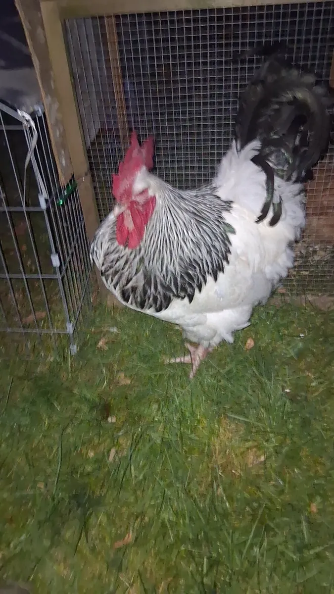 Hatching eggs and pre order chicks - Image 1