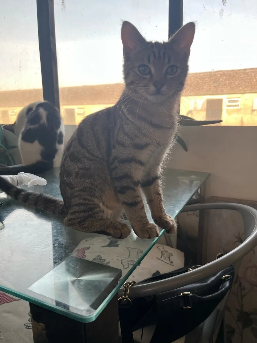 Cat - Image 2