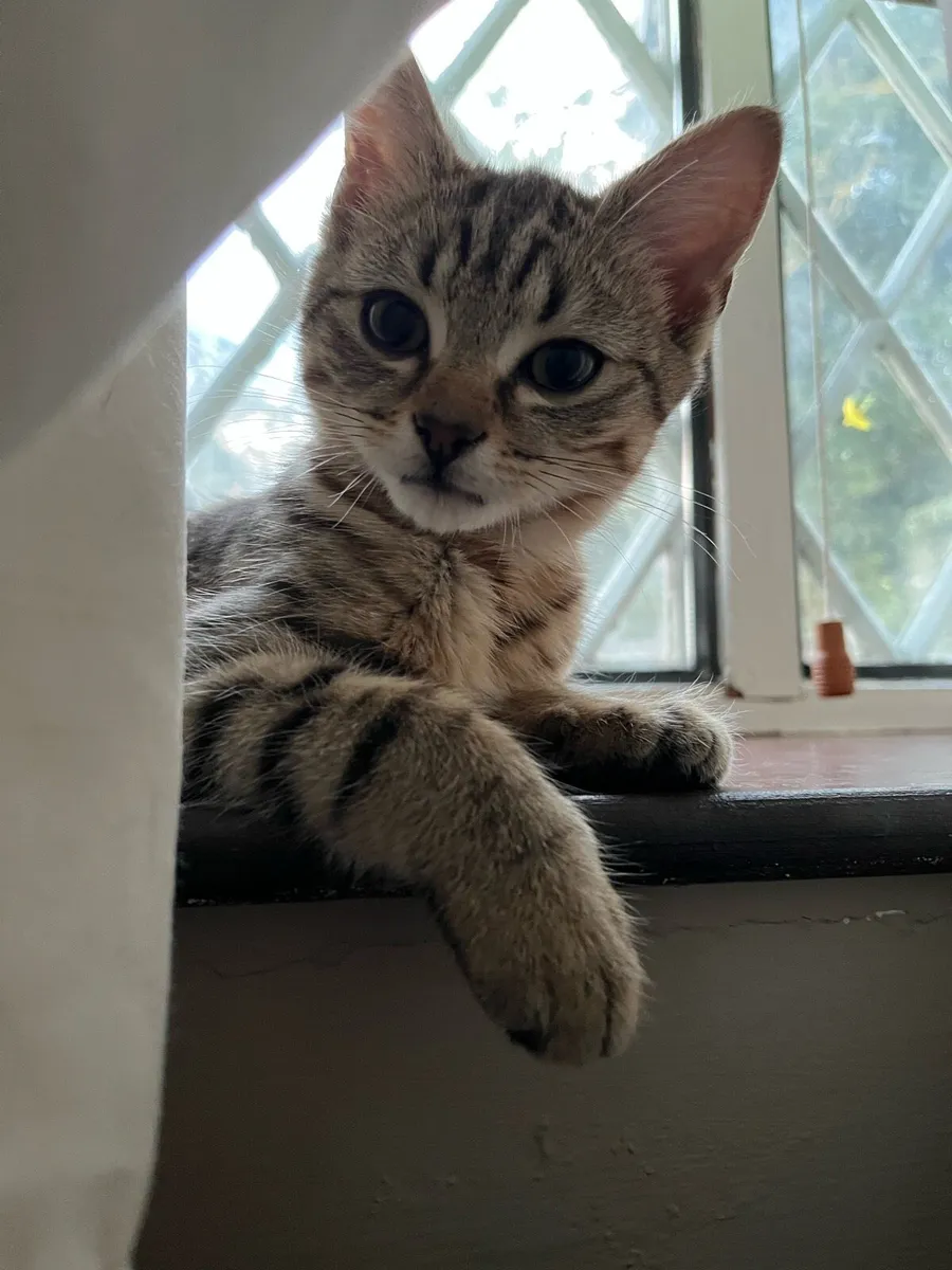 Cat - Image 3