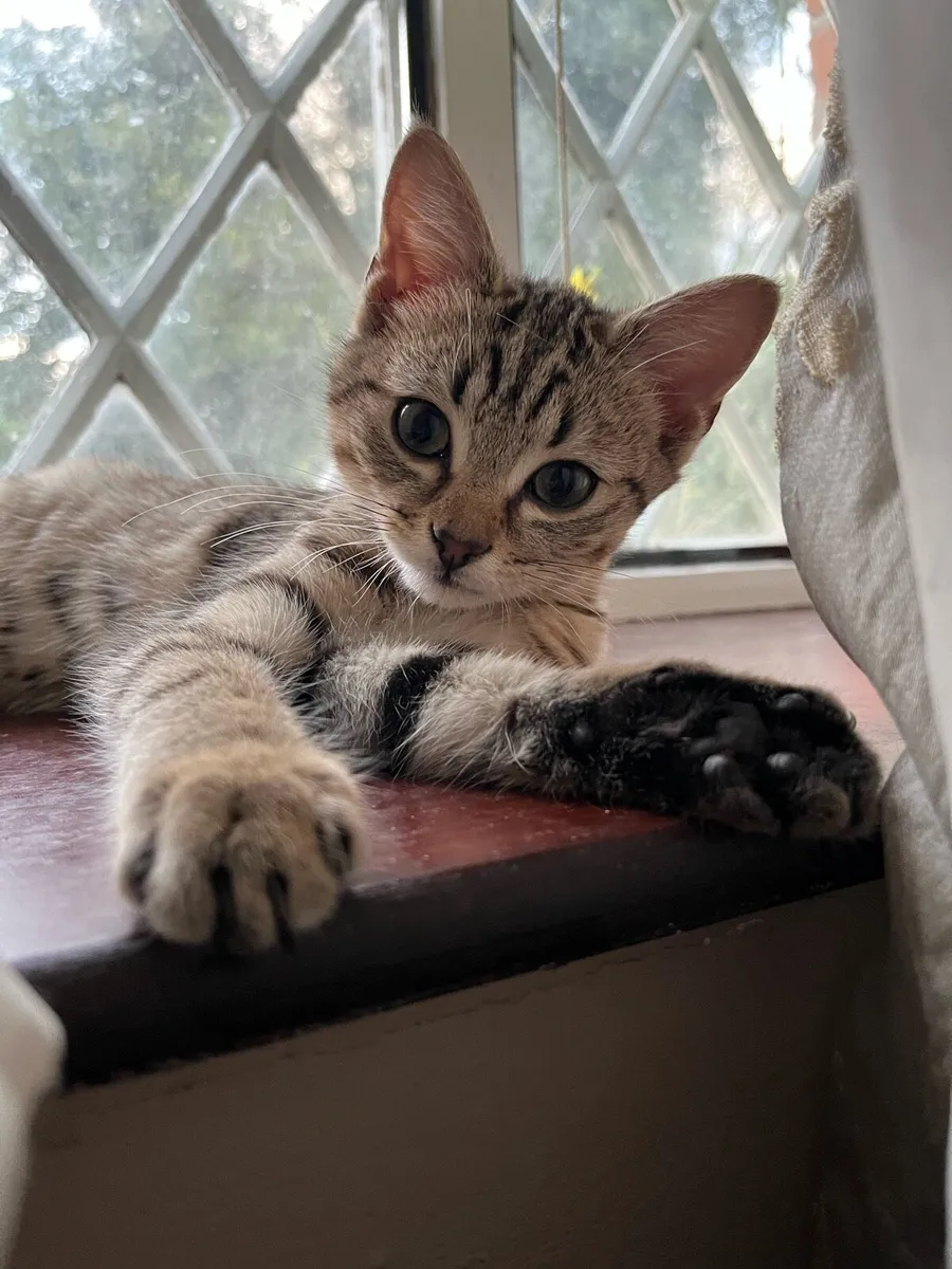 Cat - Image 1